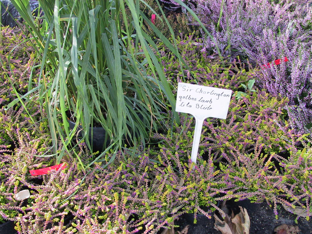 Calluna vulgaris Sir Charlington 01.jpg